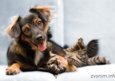 Ветеринария у Вас на дому