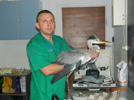 Лечение птиц в Москве в ветклинике Бемби